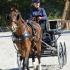 Nashoba Carriage Classic